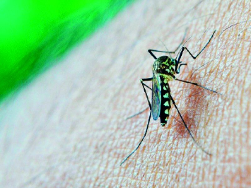 Destacada-dengue