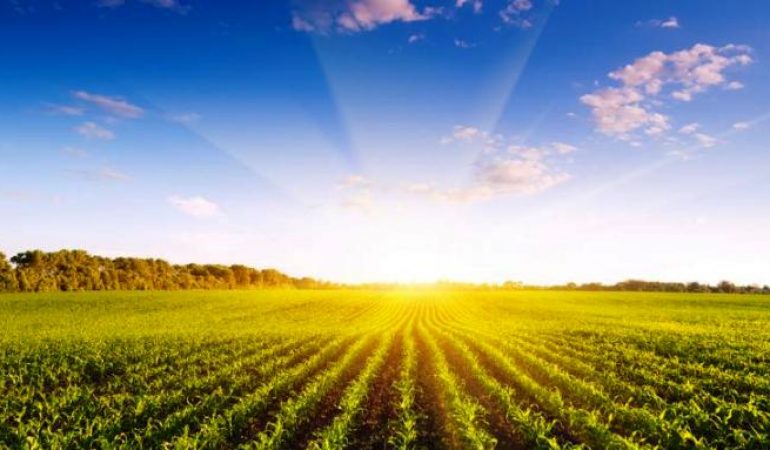 Alimentos argentinos para todo el mundo - Revista Salvador