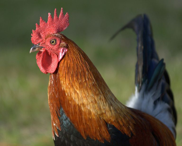 2020, el “Año del Pollo” 3 - Revista Salvador 2020, el “Año del Pollo” - Revista Salvador
