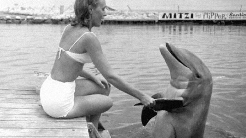 La sonrisa de los delfines 5 - Revista Salvador La sonrisa de los delfines - Revista Salvador