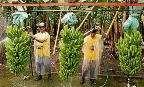 El gobierno se endeudó hasta con los productores de bananas de Paraguay y Bolivia - Revista Salvador
