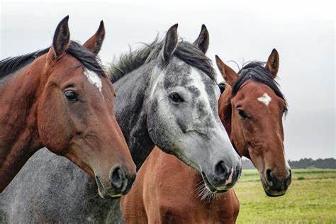 Un temible virus que afecta el cerebro de los caballos y se contagia a humanos - Revista Salvador