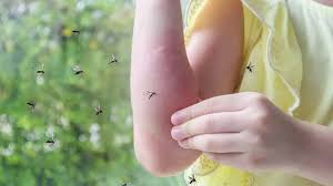 Hallaron mosquitos que pueden contagiar dos cepas distintas - Revista Salvador