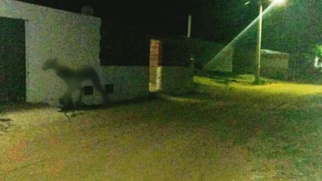 Filmaron a una extraña criatura en Santa Fe y se hizo viral - Revista Salvador