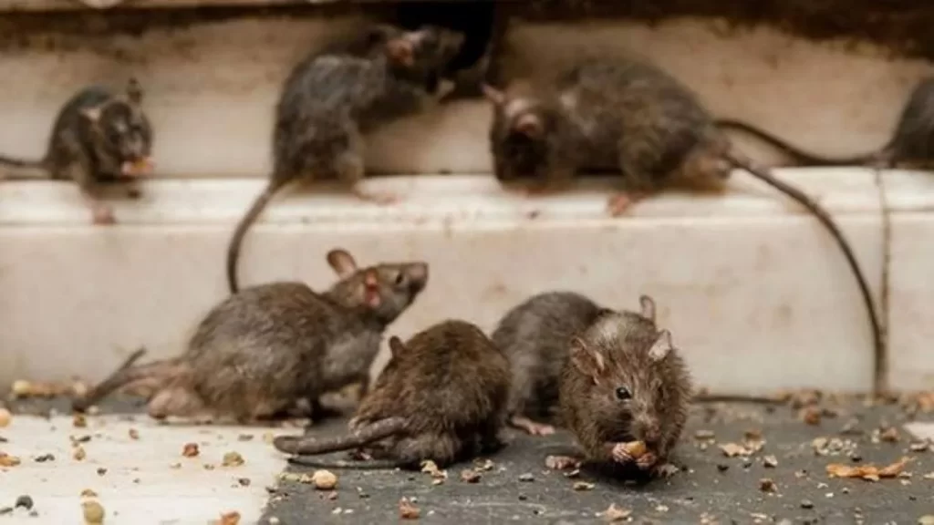 Alerta por hantavirus en Cafayate y La Viña - Revista Salvador