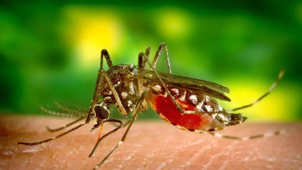 Se confirmó el cuarto caso de dengue en Salta Capital - Revista Salvador