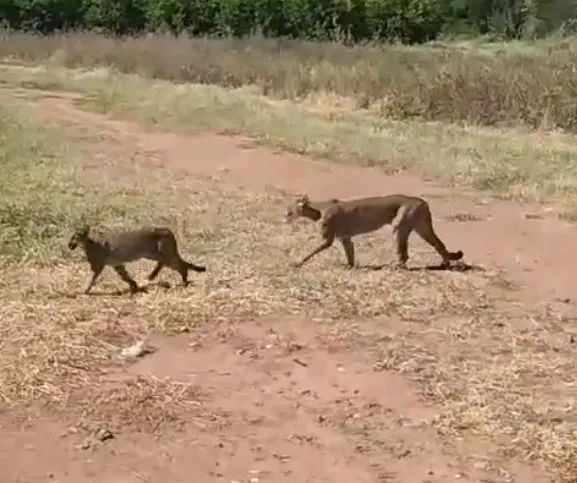 Aumentan los avistamientos de pumas en los pueblos y ciudades de Salta - Revista Salvador