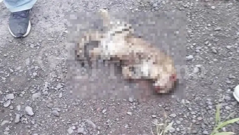 Cuatro jóvenes mataron por diversión a una cría de gato montés en Salta - Revista Salvador