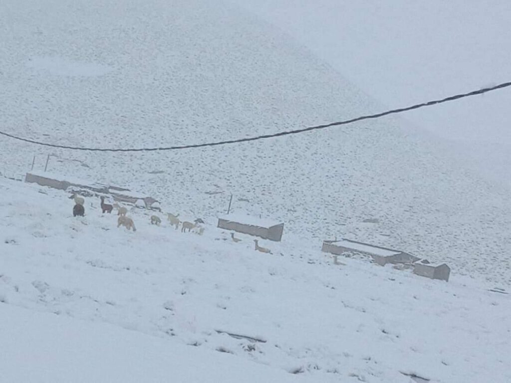 Las fuertes nevadas dificultan la circulación en la Puna - Revista Salvador