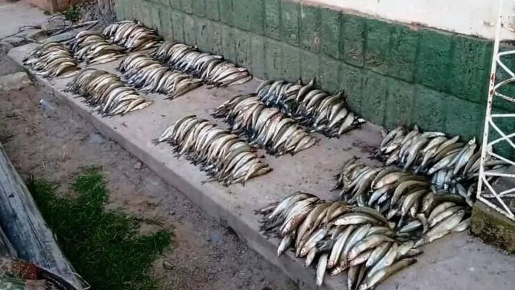 Descontrol y depredación en el Dique Cabra Corral - Revista Salvador