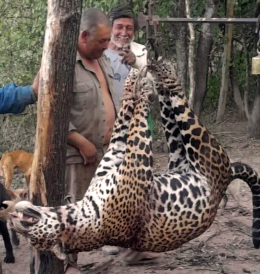 Fallo histórico: van presos los cuatro acusados de matar a un yaguareté en Formosa - Revista Salvador