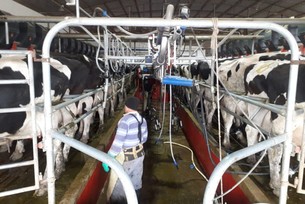 Creció un 12% la producción de leche en Argentina - Revista Salvador