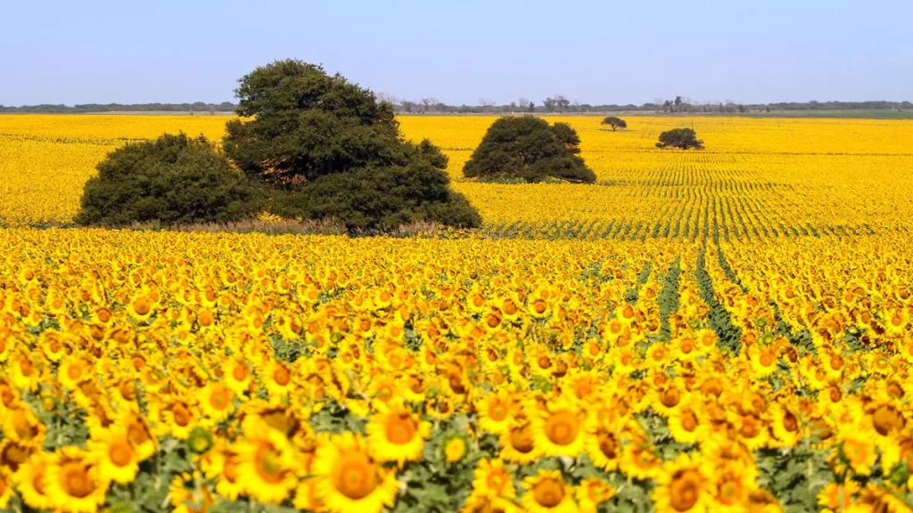 El girasol hace historia con una cosecha récord 1 - Revista Salvador El girasol hace historia con una cosecha récord - Revista Salvador