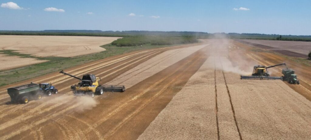 Se prevé una producción récord de trigo y maíz argentino - Revista Salvador