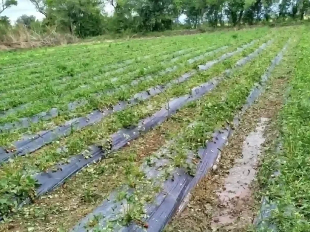 El granizo destruyó el arrasó con el 80% de las frutillas en Rosario de Lerma - Revista Salvador