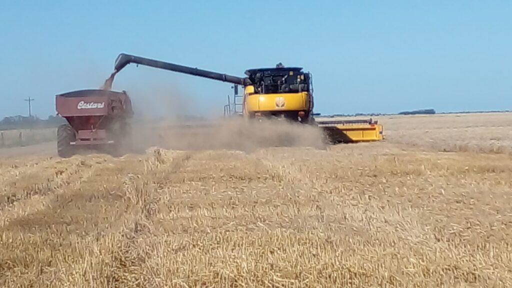 Trigo: proyectan una cosecha récord de 25,5 millones de toneladas - Revista Salvador