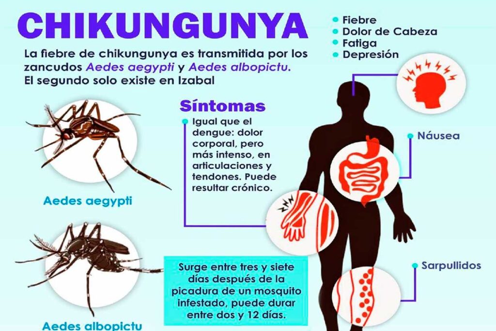 Ya son seis los casos de Chikungunya en Salta y temen que se confirmen muchos más - Revista Salvador