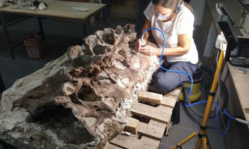"Bicharracosaurus": la nueva especie de dinosaurio descubierta en Chubut - Revista Salvador