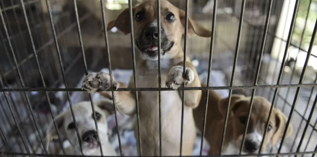 Cientos de cachorros mueren encerrados en cajas en el norte de Salta - Revista Salvador