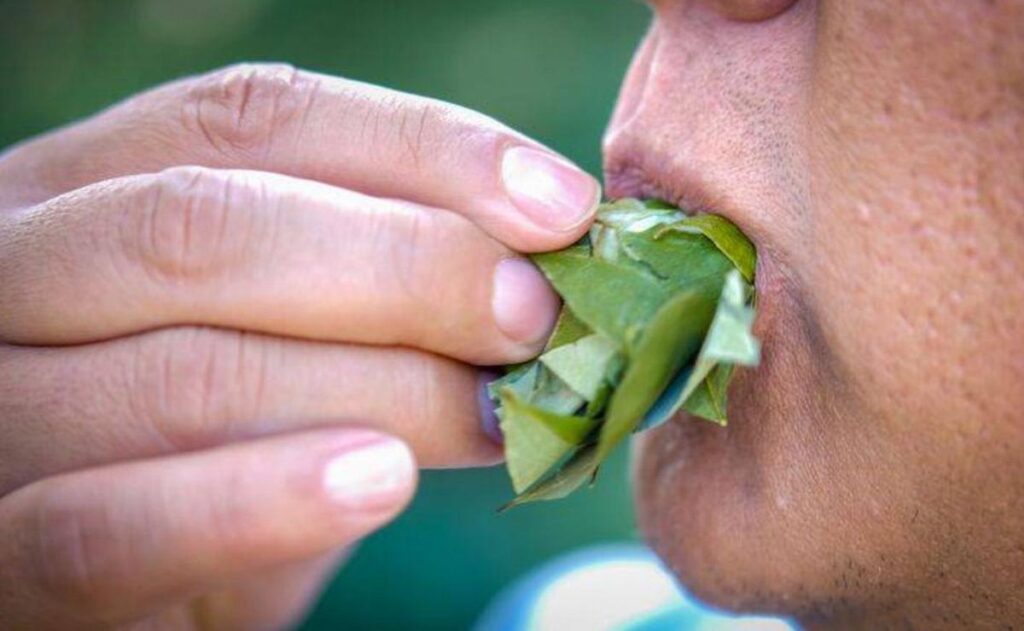 “Coquear” en Salta no dará positivo en los narcotests 1 - Revista Salvador “Coquear” en Salta no dará positivo en los narcotests - Revista Salvador