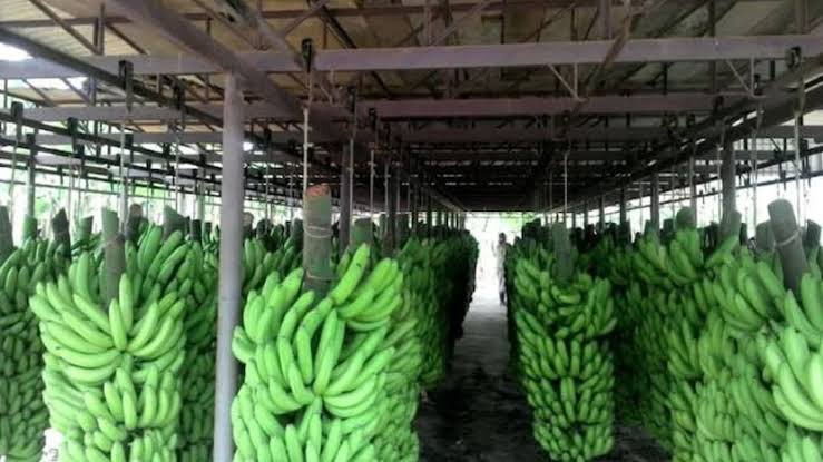Jujuy y Salta acordaron mantener los controles sanitarios a las importaciones de bananas 1 - Revista Salvador Jujuy y Salta acordaron mantener los controles sanitarios a las importaciones de bananas - Revista Salvador