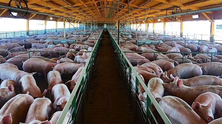 Las exportaciones de carne de cerdo crecieron más de 150% 1 - Revista Salvador Las exportaciones de carne de cerdo crecieron más de 150% - Revista Salvador
