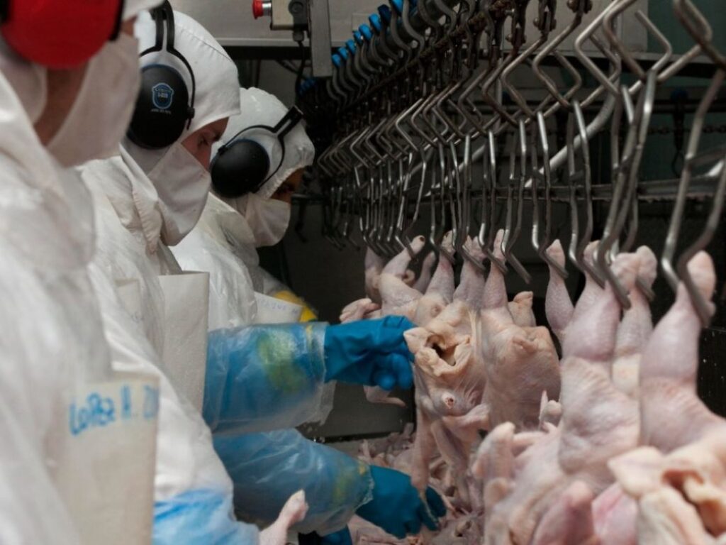 La Argentina vuelve a exporta carne de pollo a toda Europa 1 - Revista Salvador La Argentina vuelve a exporta carne de pollo a toda Europa - Revista Salvador