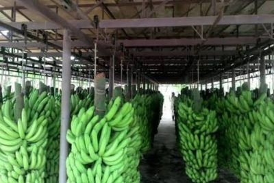 banana