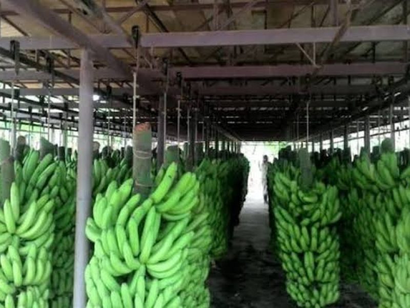 banana