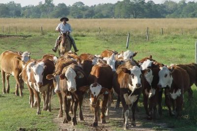 campo