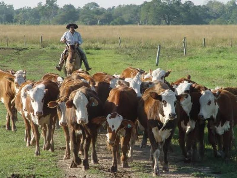 campo