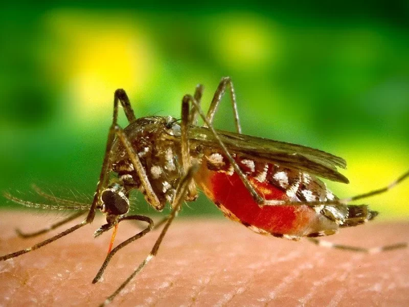 dengue