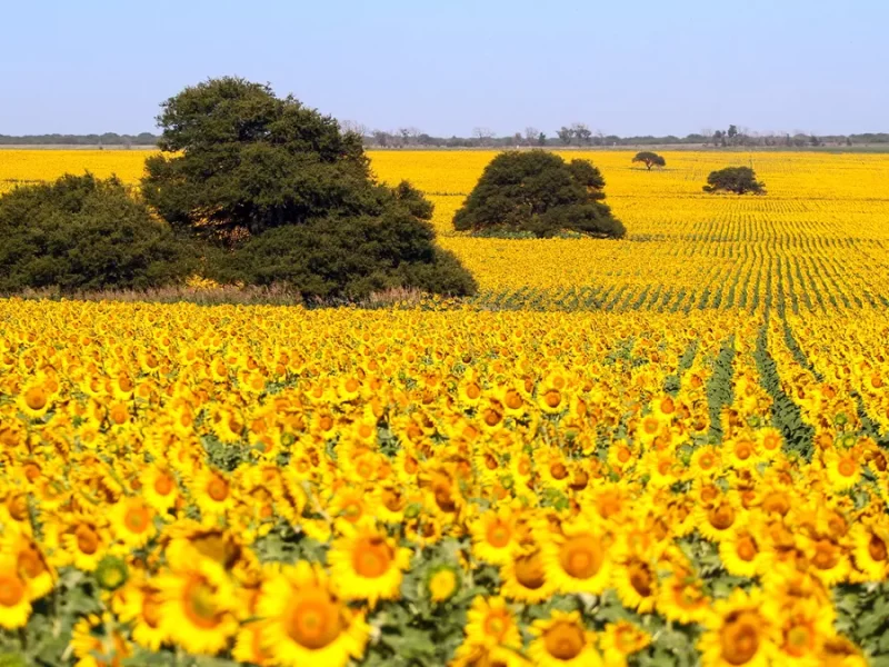 girasol