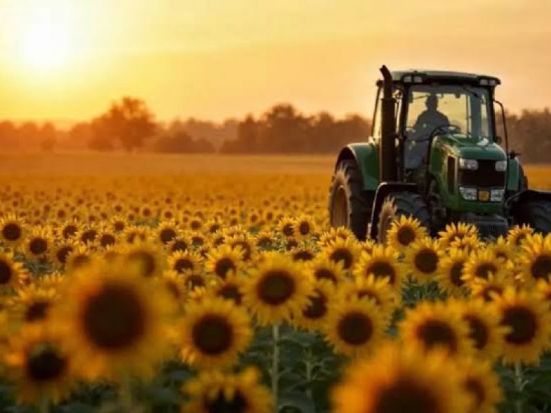girasol