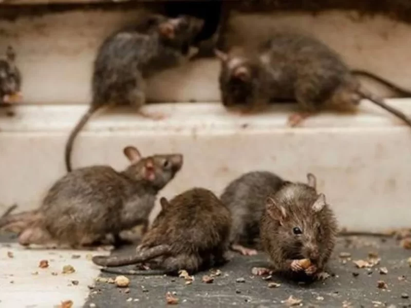 hantavirus1