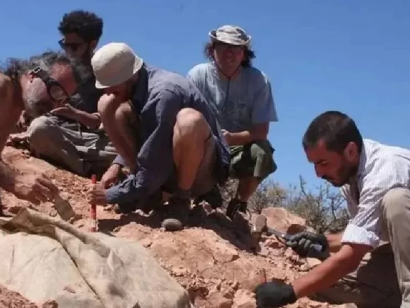 humanos