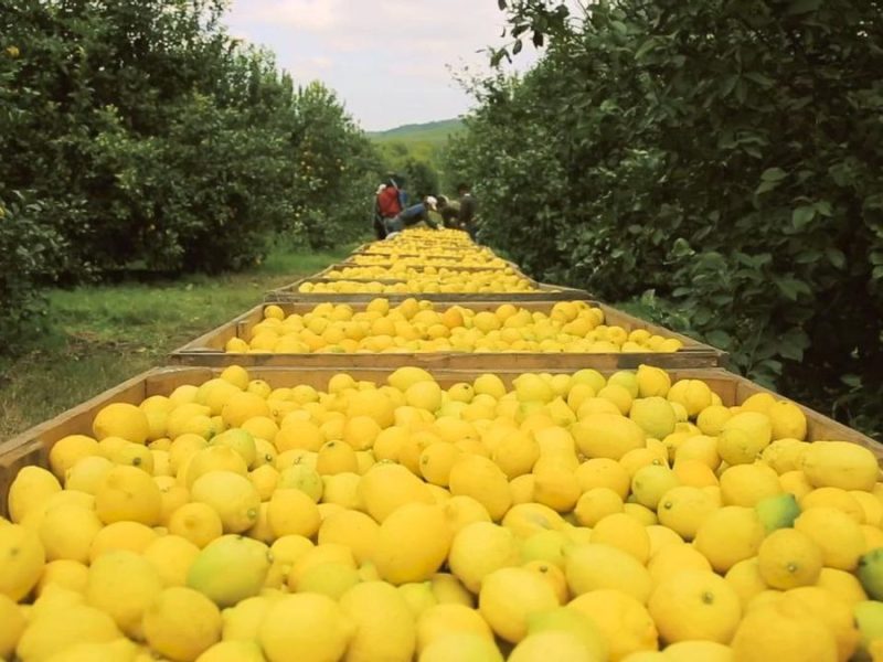 limon